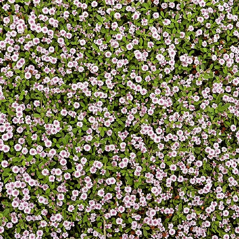 Dense cluster of small pink and white flowers with green foliage filling the entire frame